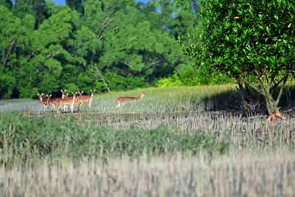 সুন্দরবনে পর্যটন শহর গড়তে চায় মালয়েশিয়া