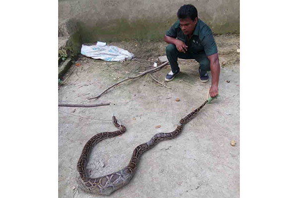 খাদ্যের সন্ধানে আরও এক অজগর লোকালয়ে