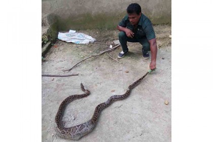 খাদ্যের সন্ধানে আরও এক অজগর লোকালয়ে
