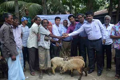 লামায় খামারিদের মাঝে বিনামূল্যে ভেড়া বিতরণ 