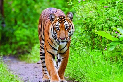 সুন্দরবনে বাঘের হামলায় নিহত ১