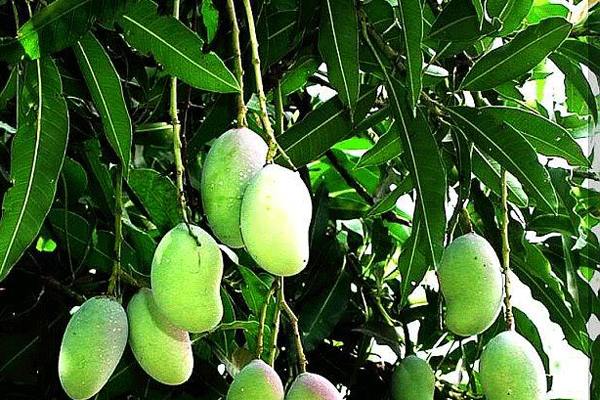 জেনে নিন কাঁচা আমের ৫ গুণ!