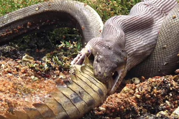 ৫ ঘণ্টা ভয়ঙ্কর লড়াই অজগর-কুমিরের, অতঃপর...(ভিডিও)