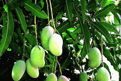 জেনে নিন কাঁচা আমের ৫ গুণ!
