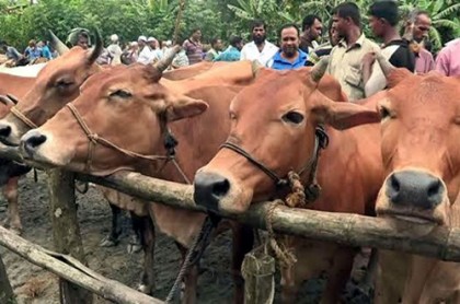 ভারতে নিষিদ্ধ হচ্ছে মাংস বিক্রির জন্য গরু বেচাকেনা