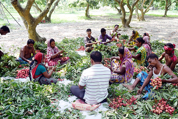 মাগুরায় ১৫ কোটি টাকার লিচু বিক্রি
