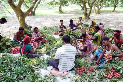 মাগুরায় ১৫ কোটি টাকার লিচু বিক্রি
