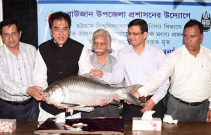 সেই হালদার কাতলা মাছ চবিতে