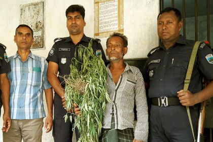 আটকের পর কারাগারে বগুড়ার গাঁজা চাষী