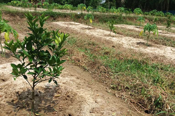 পোরশায় জনপ্রিয় হয়ে উঠেছে মাল্টা চাষ