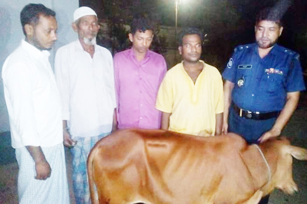 চৌদ্দগ্রামে গরু চোরসহ গ্রেফতার ১০