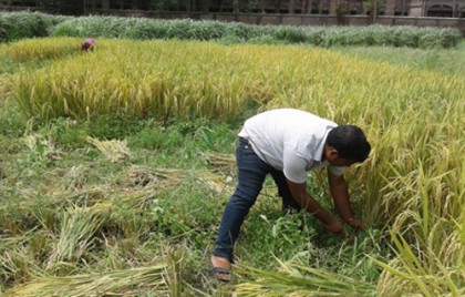 পরিবেশবান্ধব বায়োচার ব্যবহারে কম খরচে অধিক ফলন