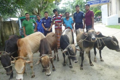 ঈশ্বরগঞ্জে ট্রাকসহ চোরাই গরু উদ্ধার, আটক ২ 