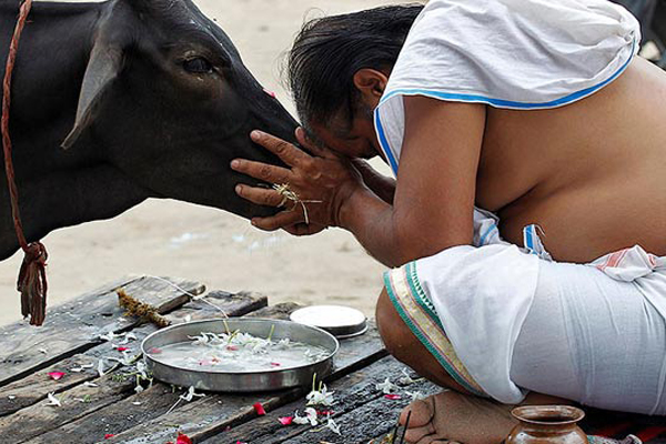 বিজেপি মুখপাত্রের যুক্তি ‘ব্রাহ্মণরাও খেতেন গরুর মাংস’!