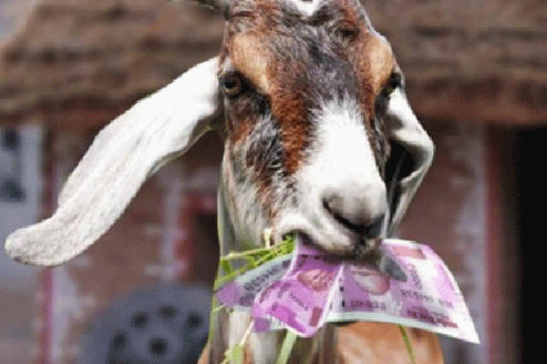 অর্ধলক্ষাধিক টাকা চিবিয়ে খেল ছাগল