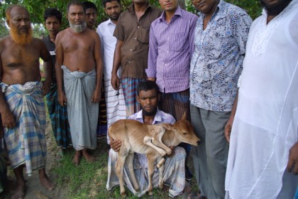 নোয়াখালীতে ৬ পা বিশিষ্ট বাছুরের জন্ম, উৎসুক জনতার ভিড়