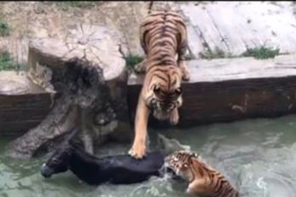 জীবন্ত গাধা ছোড়া হলো বাঘের খাঁচায় 