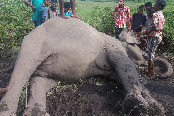 নেত্রকোনা সীমান্ত থেকে মৃত হাতি উদ্ধার

