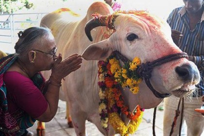 গরু হলো ঈশ্বর ও মায়ের বিকল্প: হায়দ্রাবাদ হাইকোর্ট বিচারপতি