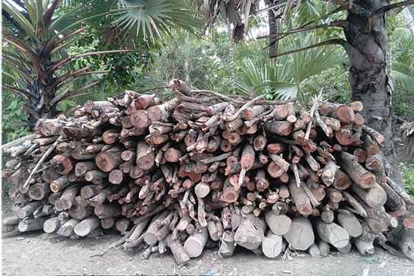 বাগেরহাটে গাছ রক্ষায় প্রধানমন্ত্রীর নির্দেশ উপেক্ষিত