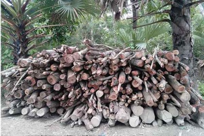 বাগেরহাটে গাছ রক্ষায় প্রধানমন্ত্রীর নির্দেশ উপেক্ষিত