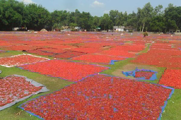 পঞ্চগড়ে মরিচ নিয়ে কৃষকের মাথায় হাত 