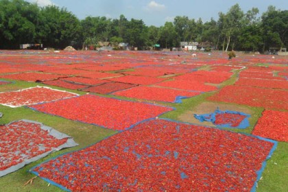 পঞ্চগড়ে মরিচ নিয়ে কৃষকের মাথায় হাত 