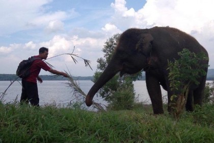 ৭০০,০০০ বছরের প্রাচীন হাতির জীবাশ্মের সন্ধান