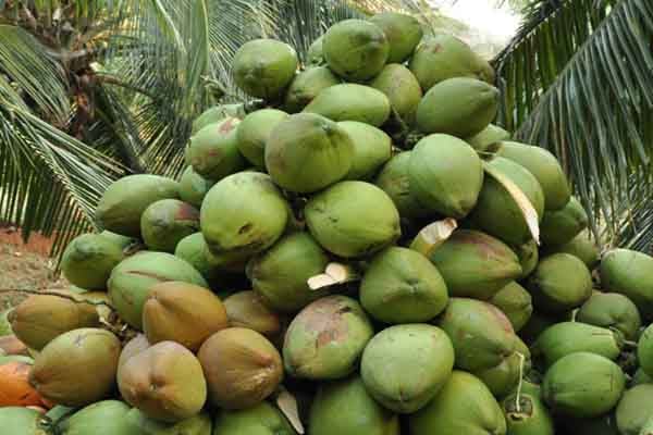 কচি ডাবের গুণাগুণ