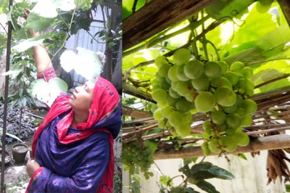 এবার দিনাজপুরে আঙ্গুর চাষে সাফল্য 