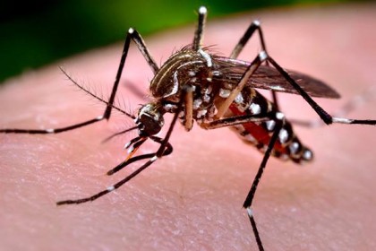 মশা নিধনে নামছেন ১০ হাজার শিক্ষার্থী 