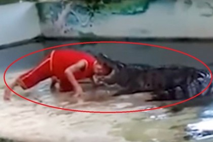 কুমিরের মুখে মাথা ঢোকালেন যুবক, অতঃপর...(ভিডিও) 