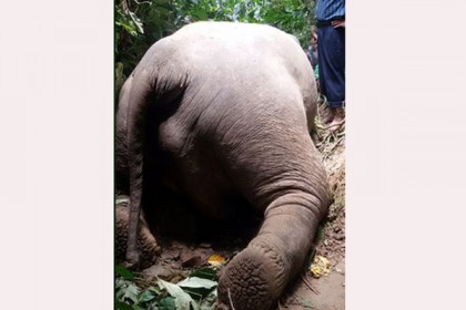 কক্সবাজারে পাহাড়ধসে হাতির মৃত্যু