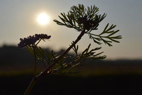 ক্যান্সার-এইচআইভি প্রতিষেধক উদ্ভিদ এশিয়া মহাদেশেই