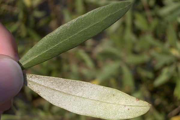 বন্ধ্যাত্ব দূর করবে জলপাই পাতা