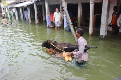 সিলেটে বন্যায় ছয় উপজেলার লক্ষাধিক মানুষ পানিবন্দী