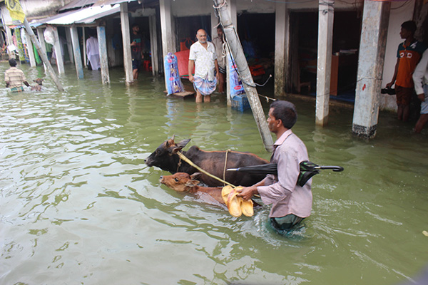 সিলেটে দীর্ঘমেয়াদি বন্যা, দুর্ভোগ চরমে
