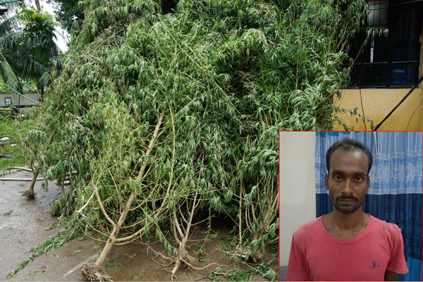 রাজবাড়ীতে গাঁজা গাছসহ চাষী আটক