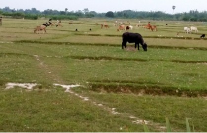 অনাবৃষ্টির কারণে আমন চাষ হুমকির মুখে