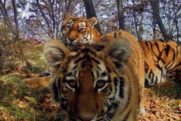 সাইবেরিয়ান বিরল প্রজাতির বাঘদের 'সেলফি'র ছবি প্রকাশিত