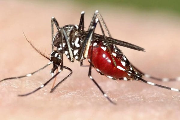 যেসব খাবারে মশা কামড়ায় না!