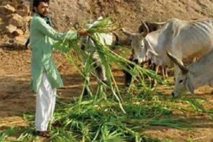 ভারতে গো-রক্ষার জন্য অনশনে বসছেন মুসলিম যুবক