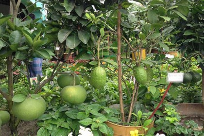 ১৮ জুলাই থেকে রোয়াংছড়িতে ফলদ-বৃক্ষমেলা