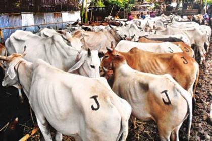 কুড়িগ্রামে ১৭৮টি ভারতীয় গরু আটক