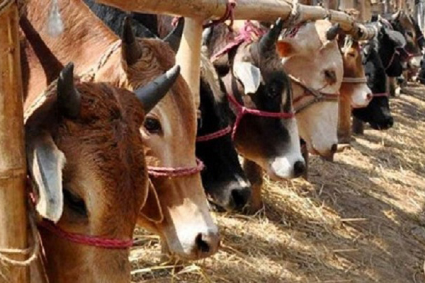 রাজধানীর যেসব জায়গায় কোরবানির পশুর হাট বসছে 