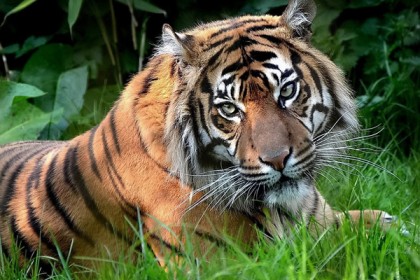 ভারতে আশঙ্কাজনক হারে বাঘ মরছে