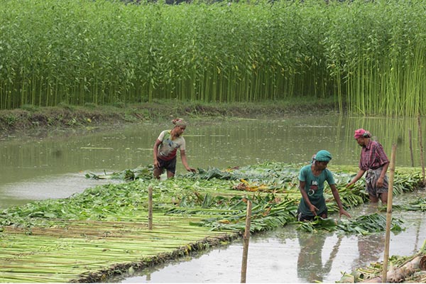 ফরিদপুরে রেকর্ড পরিমাণ জমিতে পাটের আবাদ

