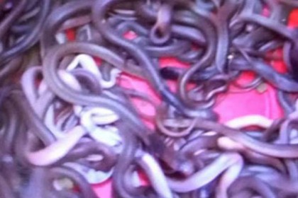 এবার ঈশ্বরদী থেকে দুই শতাধিক গোখরা উদ্ধার
