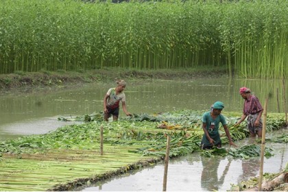 ফরিদপুরে রেকর্ড পরিমাণ জমিতে পাটের আবাদ

