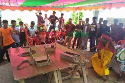 সাপের বিষ রপ্তানিতে অনুমোদনের অপেক্ষা